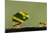 Leafcutter Ants, Costa Rica-Paul Souders-Mounted Photographic Print