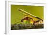 Leafcutter Ants, Costa Rica-Paul Souders-Framed Photographic Print