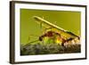 Leafcutter Ants, Costa Rica-Paul Souders-Framed Photographic Print