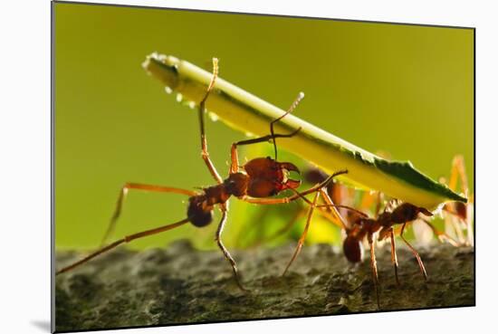 Leafcutter Ants, Costa Rica-Paul Souders-Mounted Photographic Print