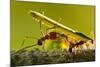 Leafcutter Ants, Costa Rica-Paul Souders-Mounted Photographic Print