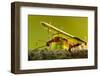 Leafcutter Ants, Costa Rica-Paul Souders-Framed Photographic Print