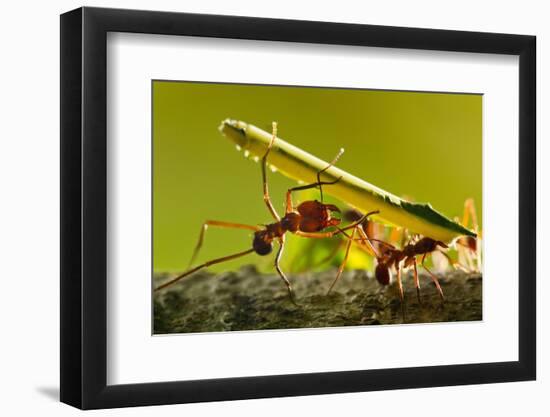 Leafcutter Ants, Costa Rica-Paul Souders-Framed Photographic Print