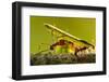 Leafcutter Ants, Costa Rica-Paul Souders-Framed Photographic Print