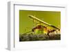 Leafcutter Ants, Costa Rica-Paul Souders-Framed Photographic Print