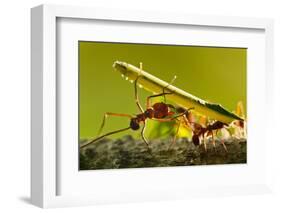 Leafcutter Ants, Costa Rica-Paul Souders-Framed Photographic Print