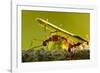 Leafcutter Ants, Costa Rica-Paul Souders-Framed Photographic Print