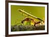 Leafcutter Ants, Costa Rica-Paul Souders-Framed Photographic Print