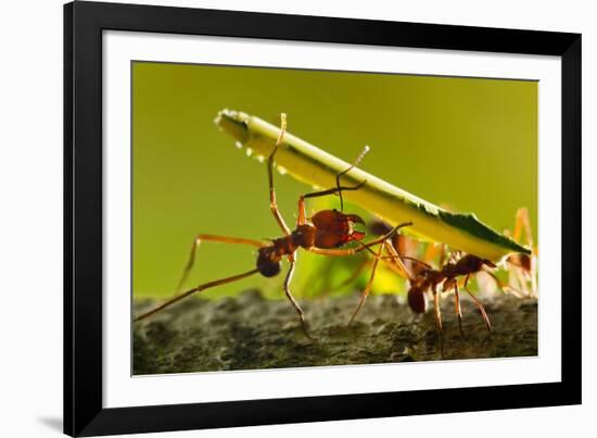 Leafcutter Ants, Costa Rica-Paul Souders-Framed Photographic Print