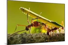 Leafcutter Ants, Costa Rica-Paul Souders-Mounted Photographic Print