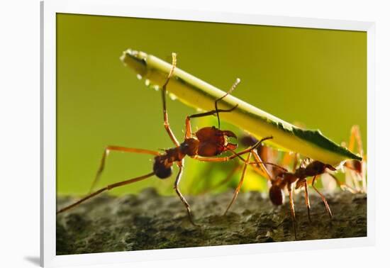 Leafcutter Ants, Costa Rica-Paul Souders-Framed Photographic Print