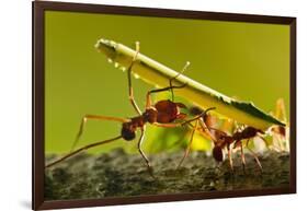 Leafcutter Ants, Costa Rica-Paul Souders-Framed Photographic Print