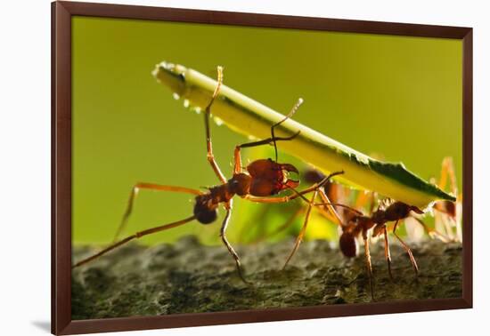 Leafcutter Ants, Costa Rica-Paul Souders-Framed Photographic Print