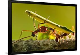 Leafcutter Ants, Costa Rica-Paul Souders-Framed Photographic Print