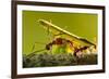 Leafcutter Ants, Costa Rica-Paul Souders-Framed Photographic Print