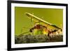 Leafcutter Ants, Costa Rica-Paul Souders-Framed Photographic Print