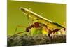 Leafcutter Ants, Costa Rica-Paul Souders-Mounted Photographic Print