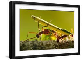 Leafcutter Ants, Costa Rica-Paul Souders-Framed Photographic Print