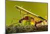 Leafcutter Ants, Costa Rica-Paul Souders-Mounted Photographic Print