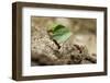 Leafcutter Ants, Costa Rica-Paul Souders-Framed Photographic Print