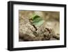 Leafcutter Ants, Costa Rica-Paul Souders-Framed Photographic Print