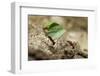 Leafcutter Ants, Costa Rica-Paul Souders-Framed Photographic Print