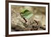 Leafcutter Ants, Costa Rica-Paul Souders-Framed Photographic Print