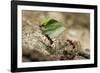 Leafcutter Ants, Costa Rica-Paul Souders-Framed Photographic Print