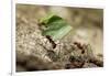 Leafcutter Ants, Costa Rica-Paul Souders-Framed Photographic Print