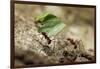 Leafcutter Ants, Costa Rica-Paul Souders-Framed Photographic Print