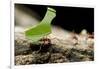 Leafcutter Ants, Costa Rica-Paul Souders-Framed Photographic Print