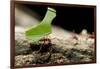 Leafcutter Ants, Costa Rica-Paul Souders-Framed Photographic Print