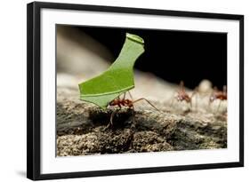 Leafcutter Ants, Costa Rica-Paul Souders-Framed Photographic Print