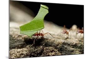 Leafcutter Ants, Costa Rica-Paul Souders-Mounted Photographic Print