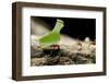 Leafcutter Ants, Costa Rica-Paul Souders-Framed Photographic Print