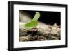 Leafcutter Ants, Costa Rica-Paul Souders-Framed Photographic Print