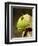 Leafcutter Ants, Costa Rica-Paul Souders-Framed Photographic Print