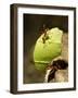 Leafcutter Ants, Costa Rica-Paul Souders-Framed Photographic Print