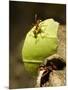 Leafcutter Ants, Costa Rica-Paul Souders-Mounted Photographic Print