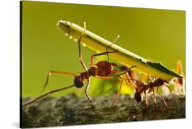 Leafcutter Ants, Costa Rica-Paul Souders-Stretched Canvas
