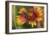 Leafcutter bee feeding on Indian Blanket, Texas, USA-Rolf Nussbaumer-Framed Photographic Print