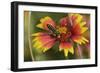 Leafcutter bee feeding on Indian Blanket, Texas, USA-Rolf Nussbaumer-Framed Photographic Print