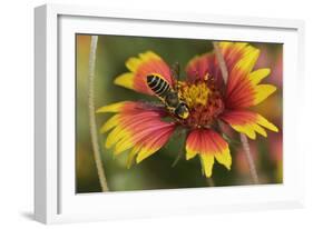 Leafcutter bee feeding on Indian Blanket, Texas, USA-Rolf Nussbaumer-Framed Photographic Print