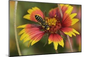 Leafcutter bee feeding on Indian Blanket, Texas, USA-Rolf Nussbaumer-Mounted Photographic Print