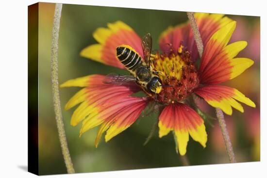 Leafcutter bee feeding on Indian Blanket, Texas, USA-Rolf Nussbaumer-Stretched Canvas