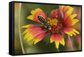 Leafcutter bee feeding on Indian Blanket, Texas, USA-Rolf Nussbaumer-Framed Stretched Canvas