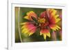 Leafcutter bee feeding on Indian Blanket, Texas, USA-Rolf Nussbaumer-Framed Photographic Print