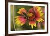 Leafcutter bee feeding on Indian Blanket, Texas, USA-Rolf Nussbaumer-Framed Photographic Print