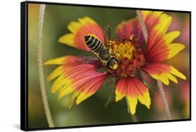 Leafcutter bee feeding on Indian Blanket, Texas, USA-Rolf Nussbaumer-Framed Stretched Canvas