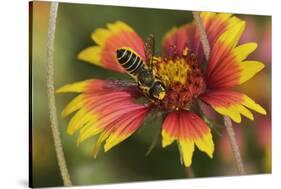 Leafcutter bee feeding on Indian Blanket, Texas, USA-Rolf Nussbaumer-Stretched Canvas
